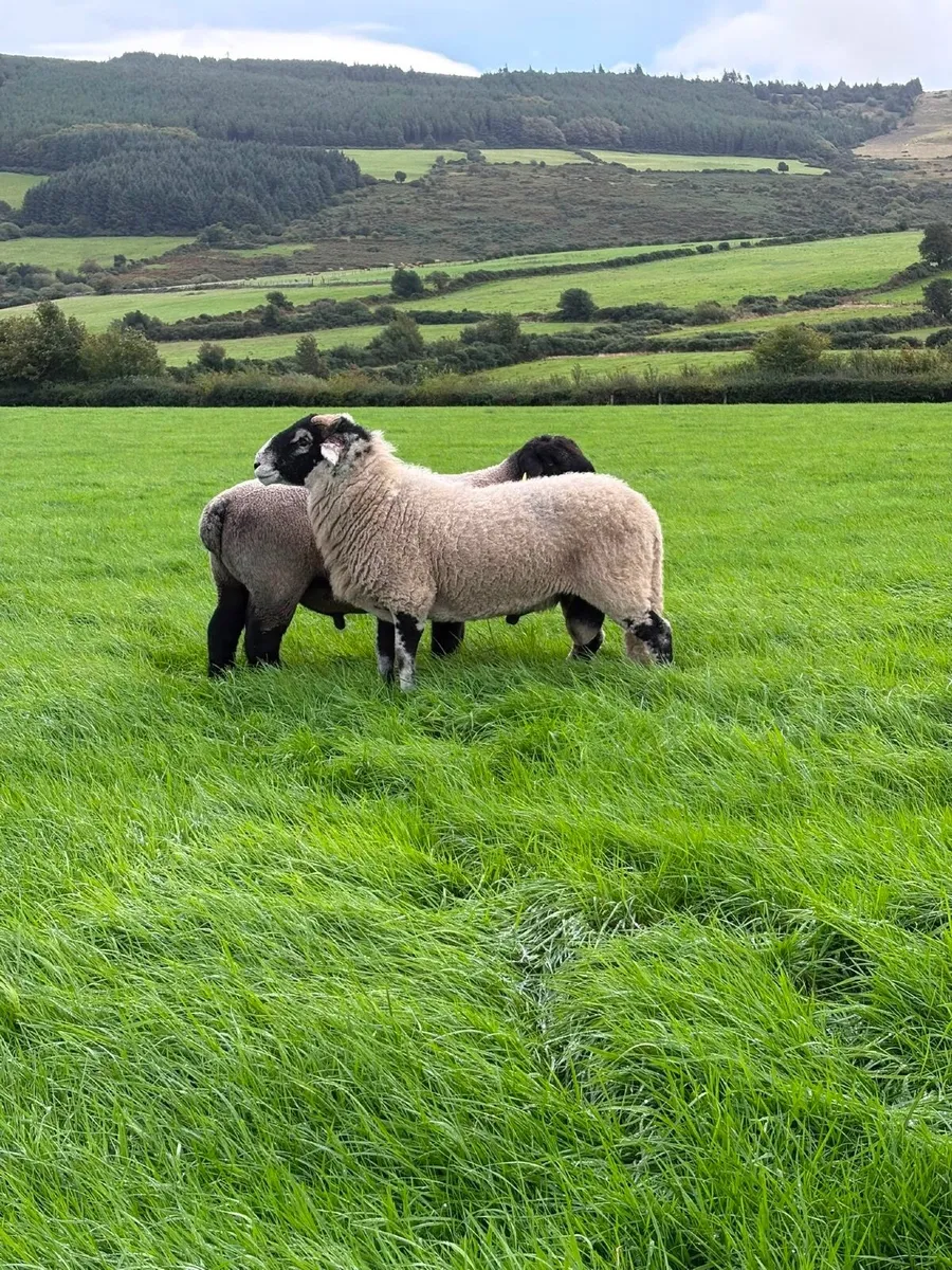 2 Swaledale Rams Pedigree Registered - Image 2