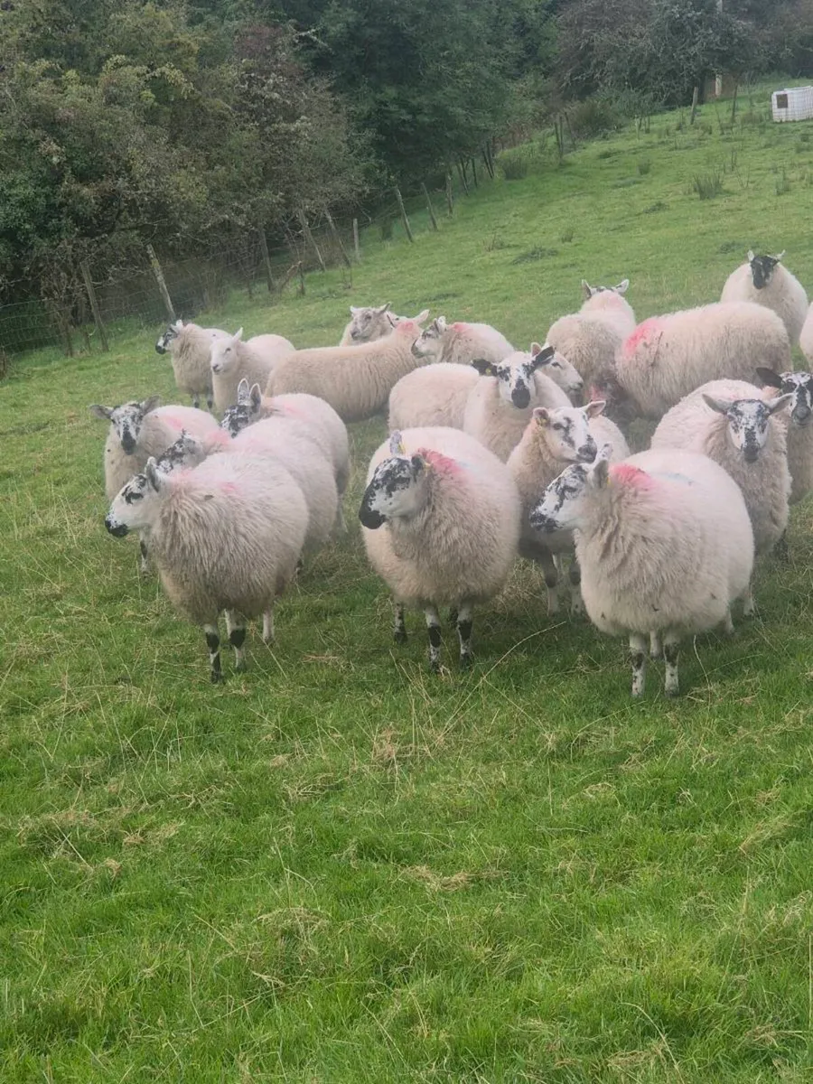 4 year old Brockie ram and selection of ewe lambs. - Image 3