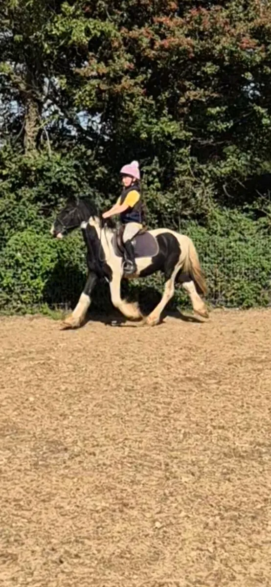 12.2 6 year old gelding - Image 2