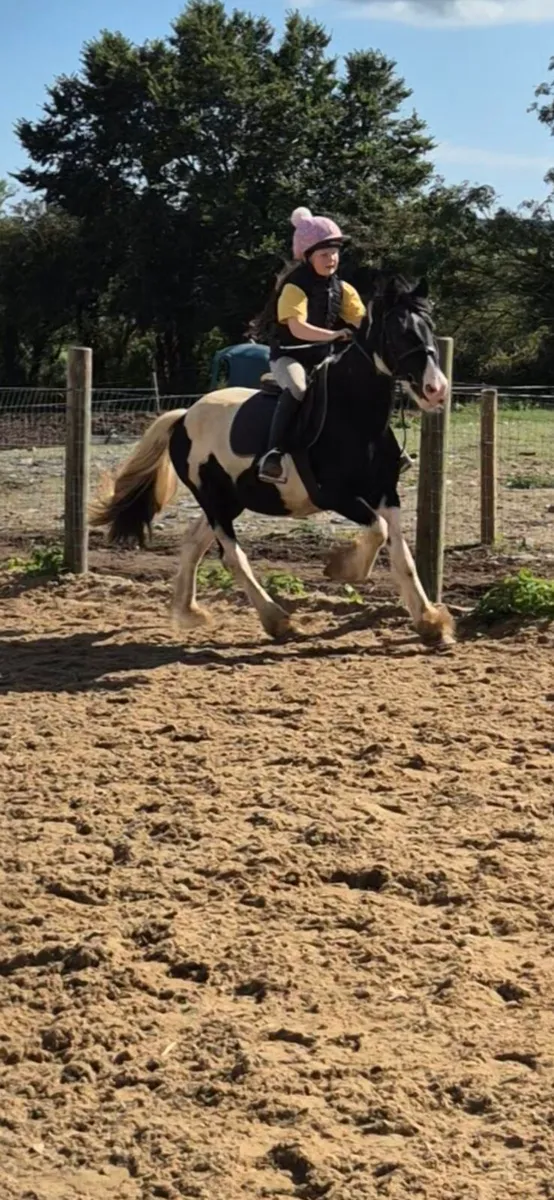 12.2 6 year old gelding - Image 3