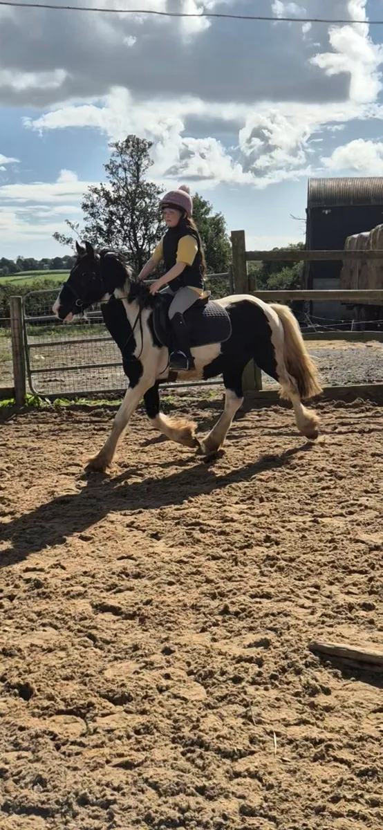12.2 6 year old gelding - Image 4