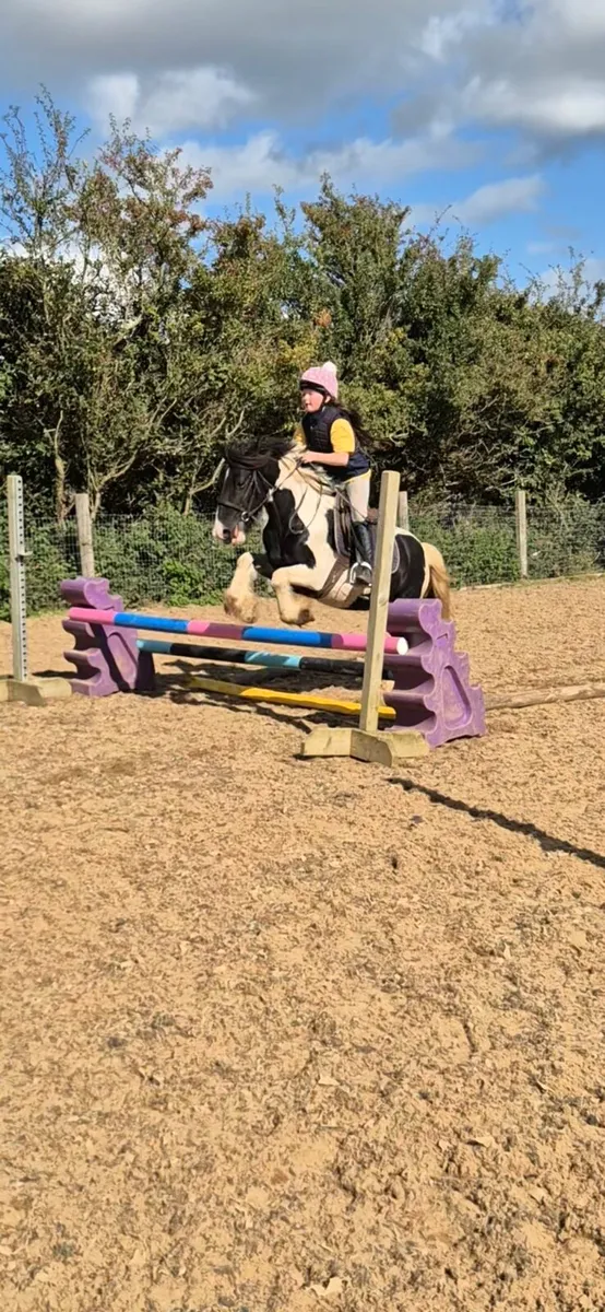 12.2 6 year old gelding - Image 1