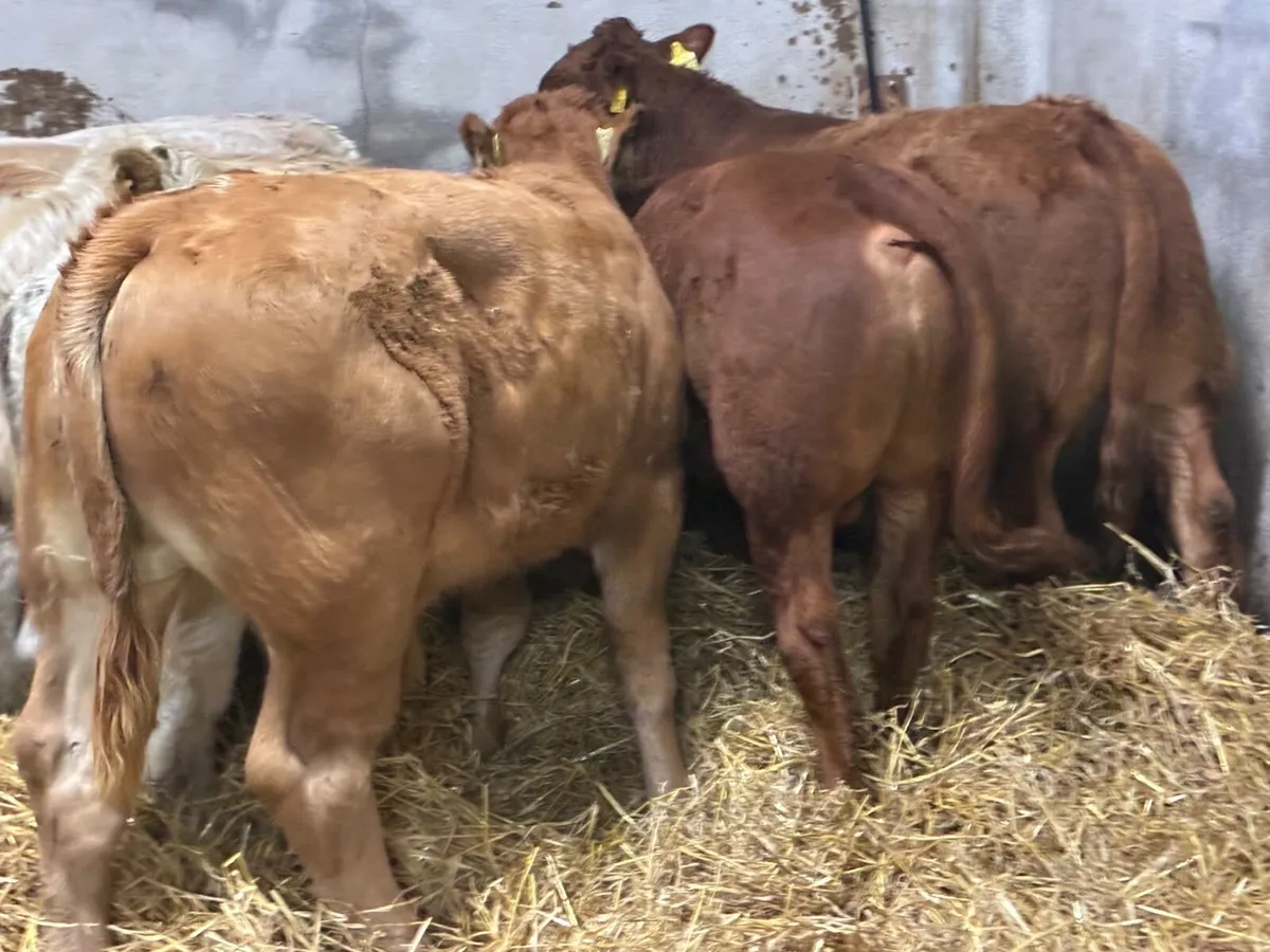 Suckler Bred CH & LIM Bull Weanlings - Image 3