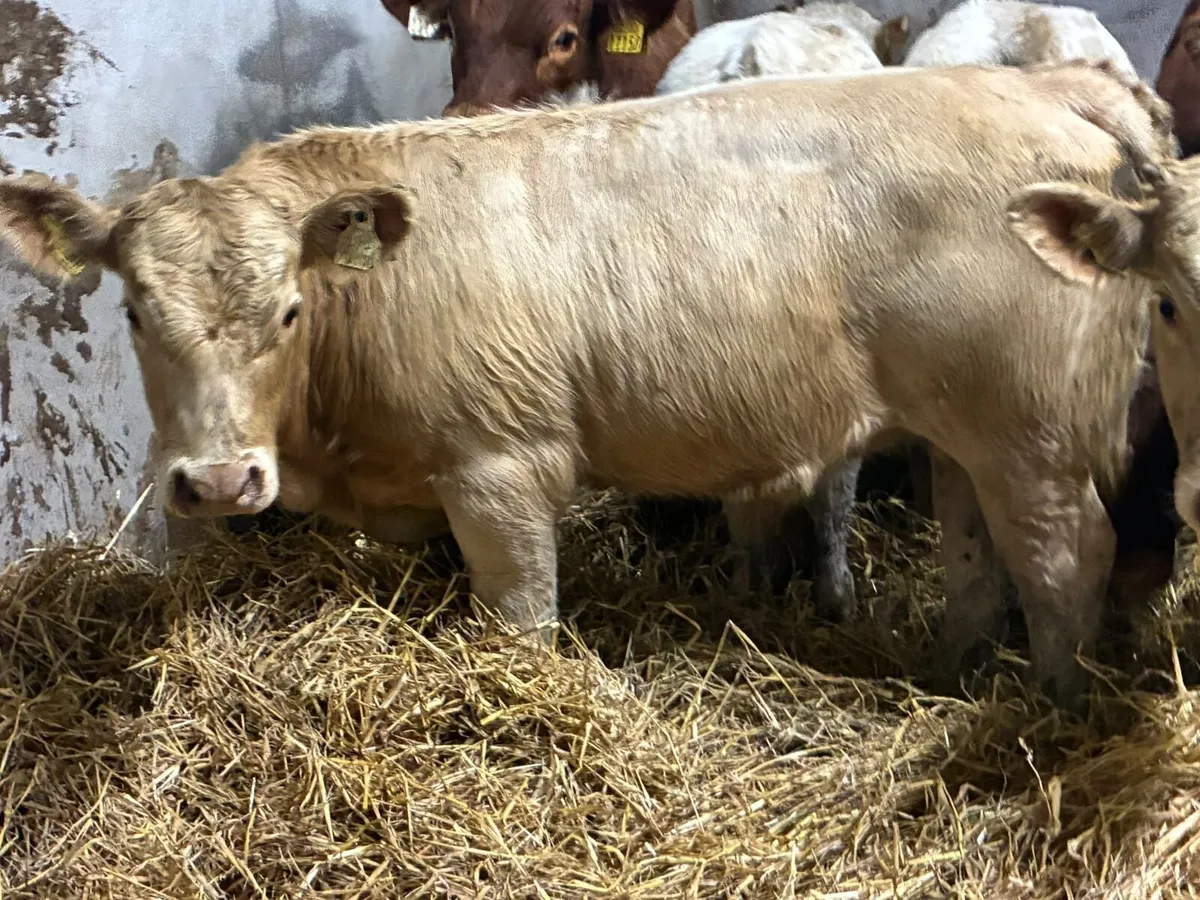 Suckler Bred CH & LIM Bull Weanlings - Image 4
