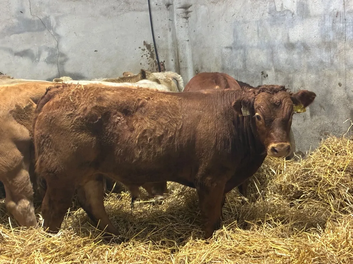 Suckler Bred CH & LIM Bull Weanlings - Image 1