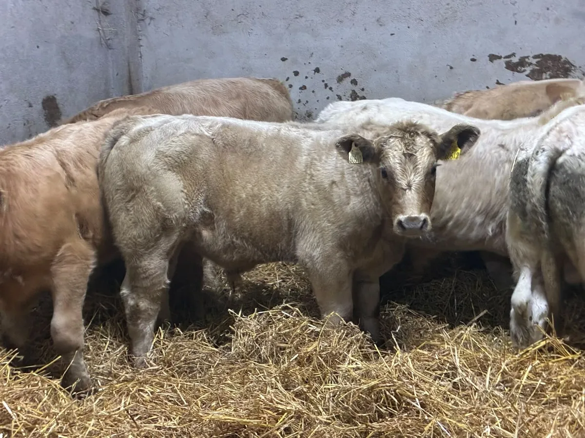 Suckler Bred CH & LIM Bull Weanlings - Image 2