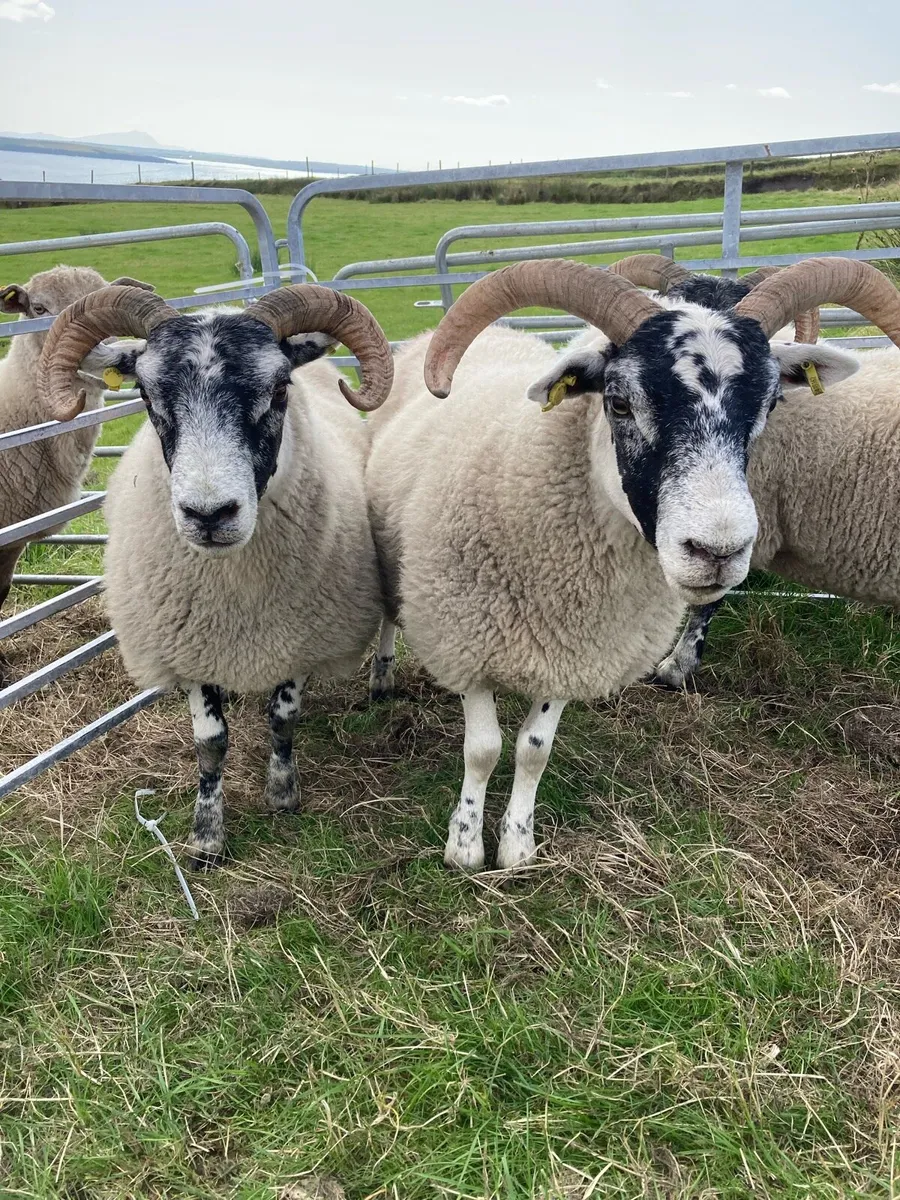 🔥 3 Lanark Ewes 🔥 - Image 2