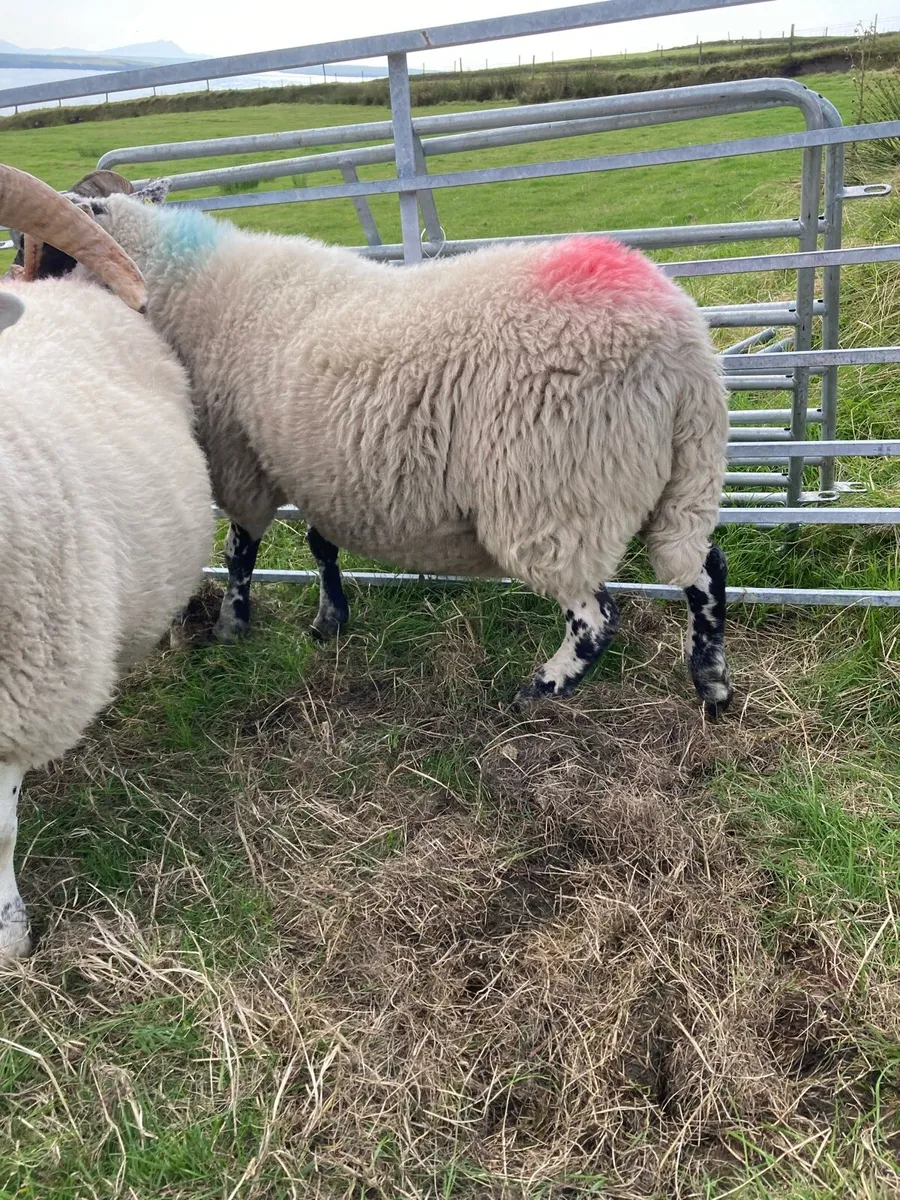 🔥 3 Lanark Ewes 🔥 - Image 3
