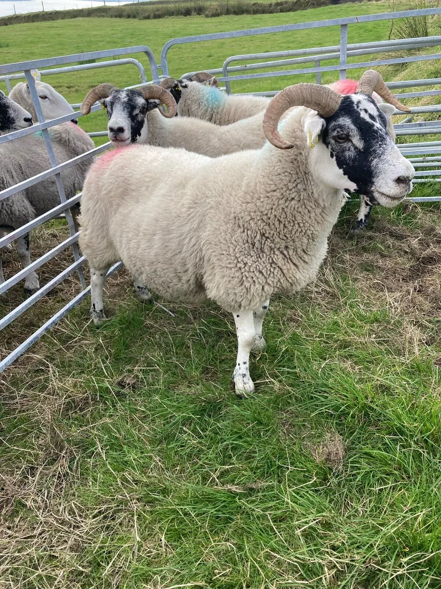 🔥 3 Lanark Ewes 🔥 - Image 4
