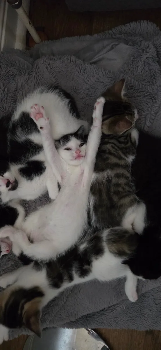 kitten - Image 2