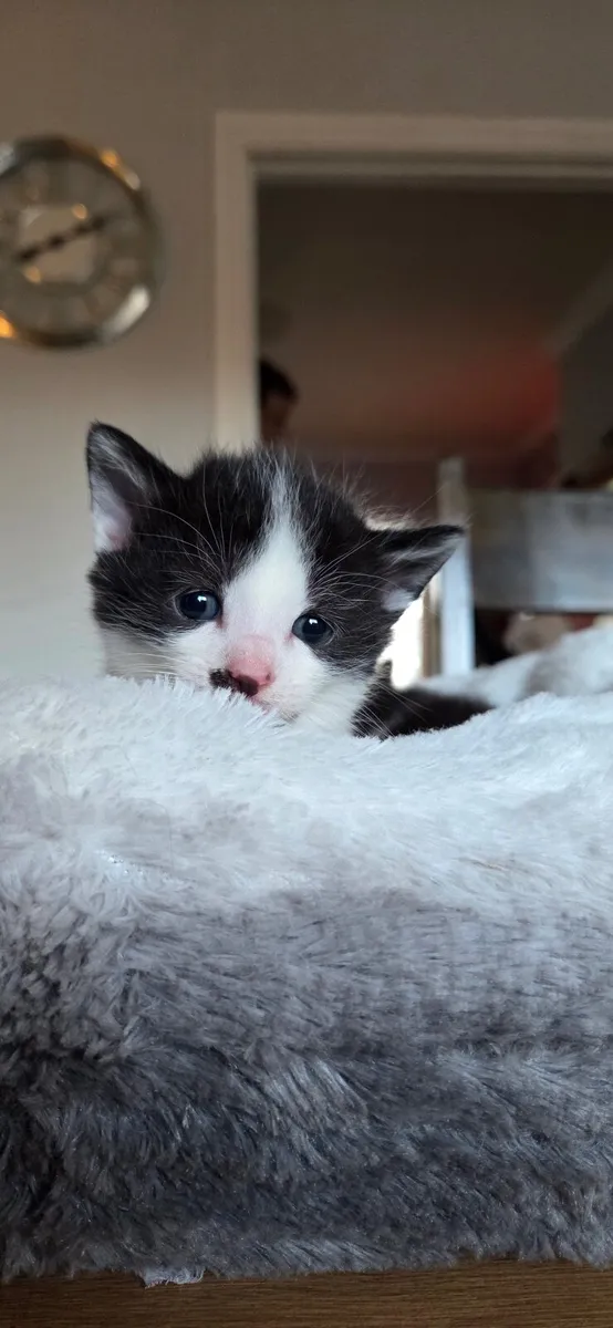 kitten - Image 1