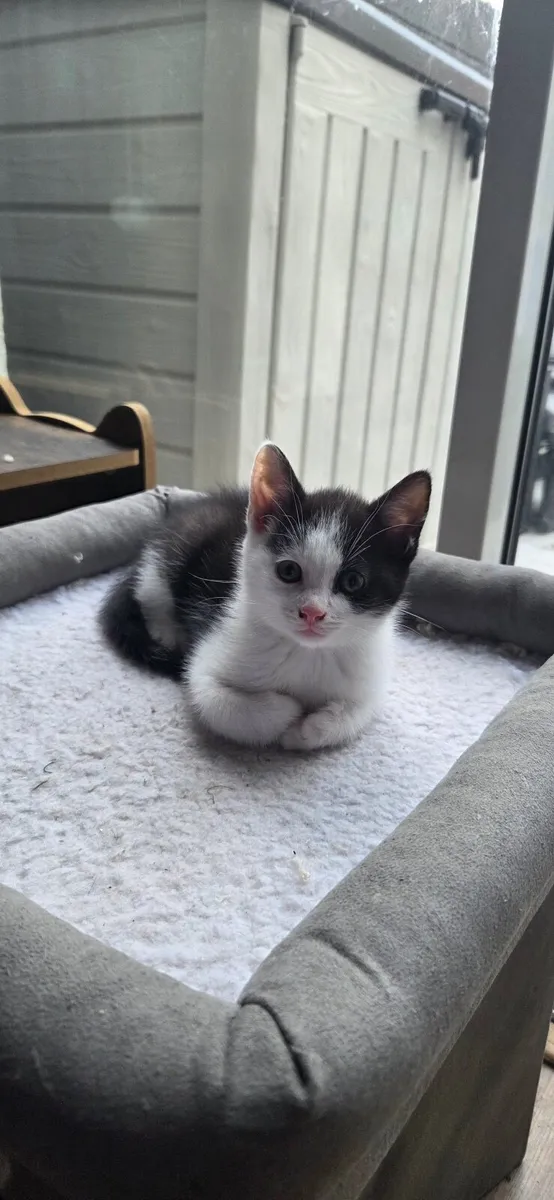 kitten - Image 3