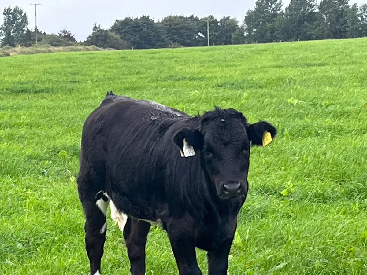 Organic Weanling Heifer - Image 2
