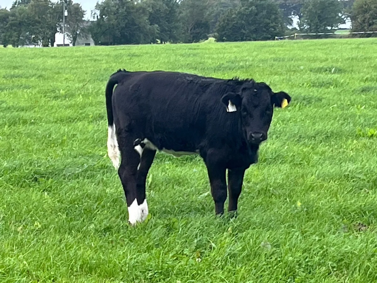 Organic Weanling Heifer - Image 3