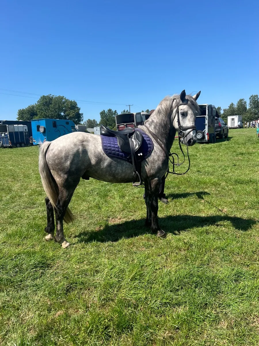 Bombproof all rounder Connemara - Image 1