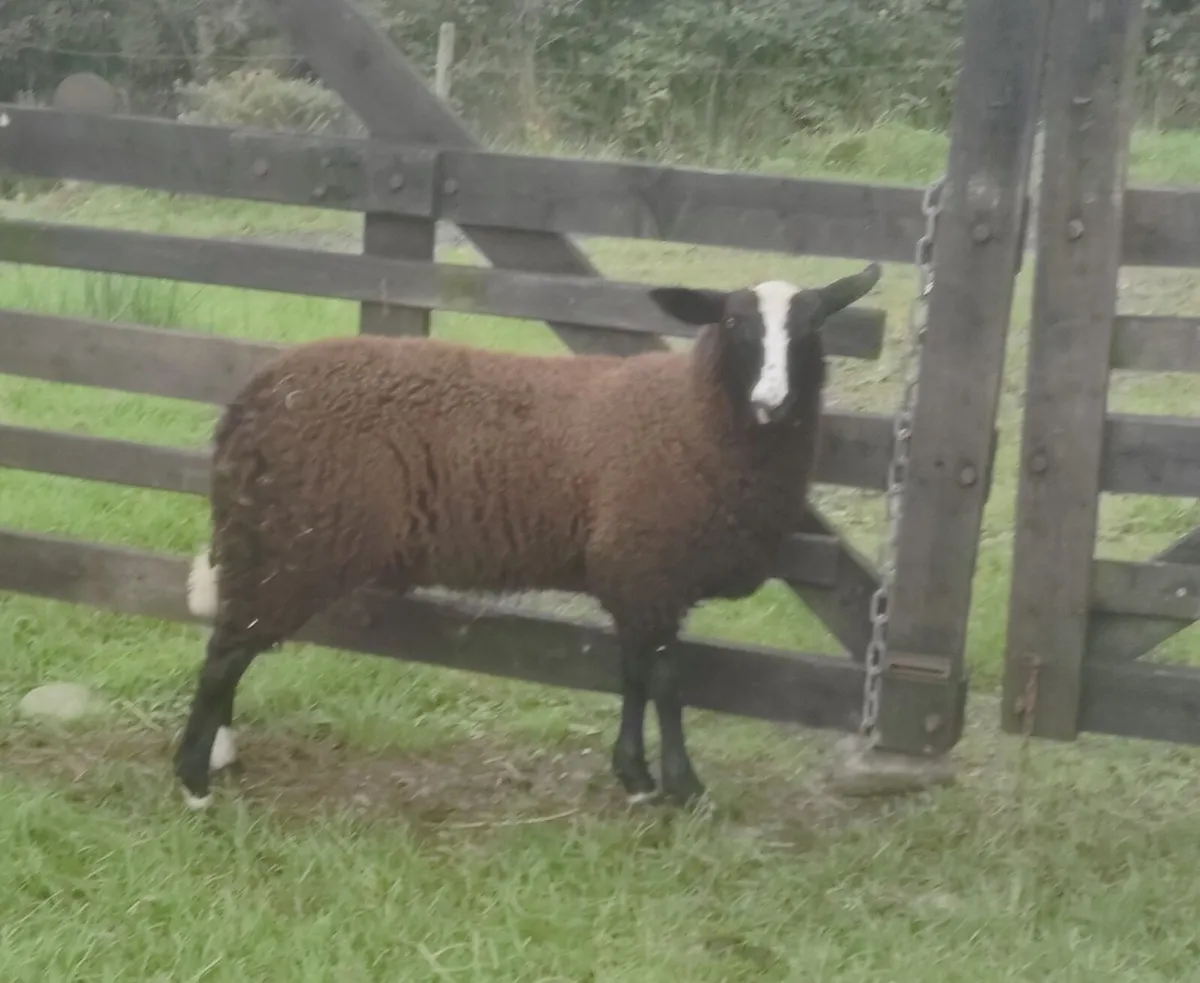 Galway, Zwartbles & Shetland lambs - Image 4