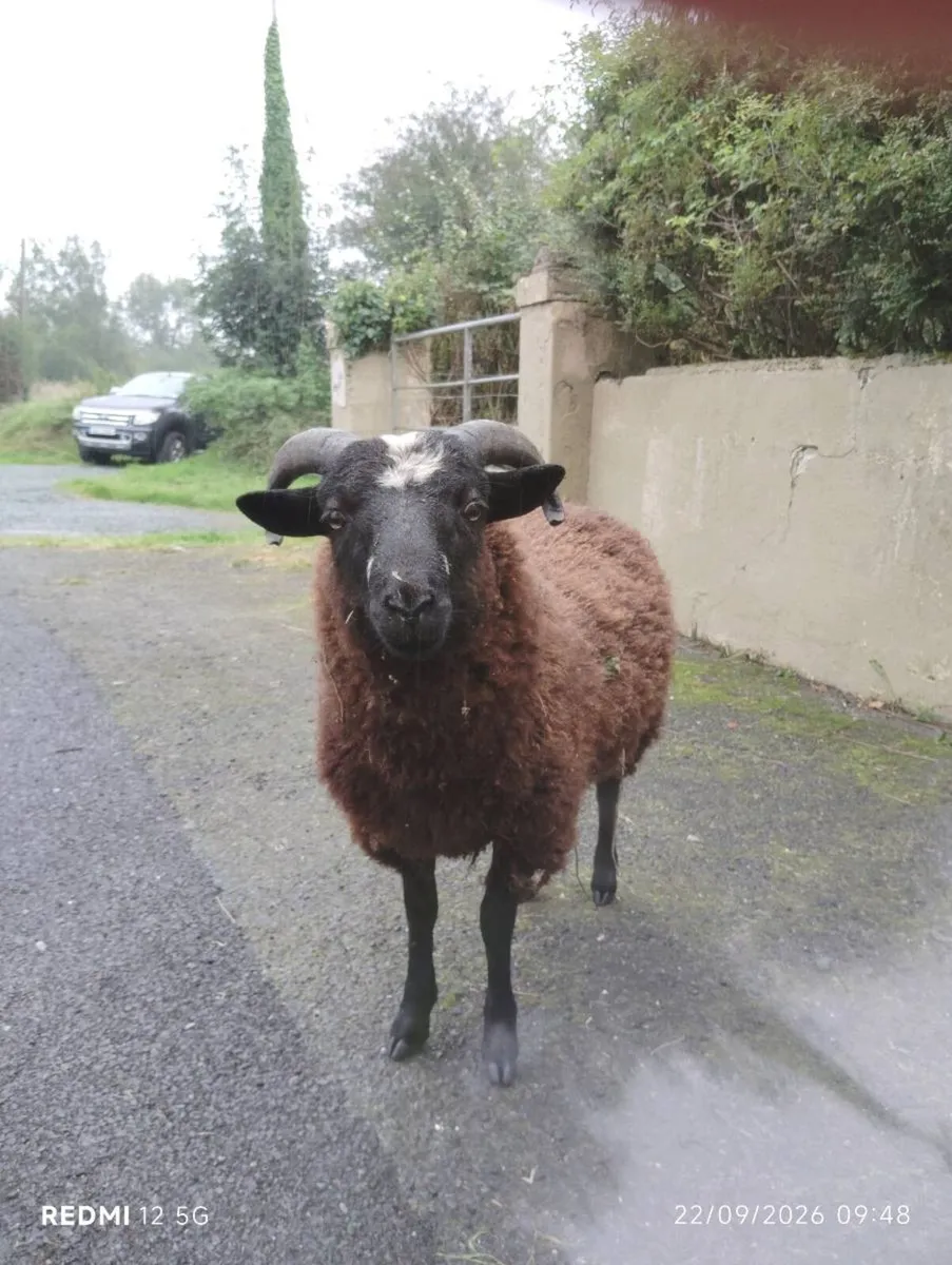 Galway, Zwartbles & Shetland lambs - Image 1