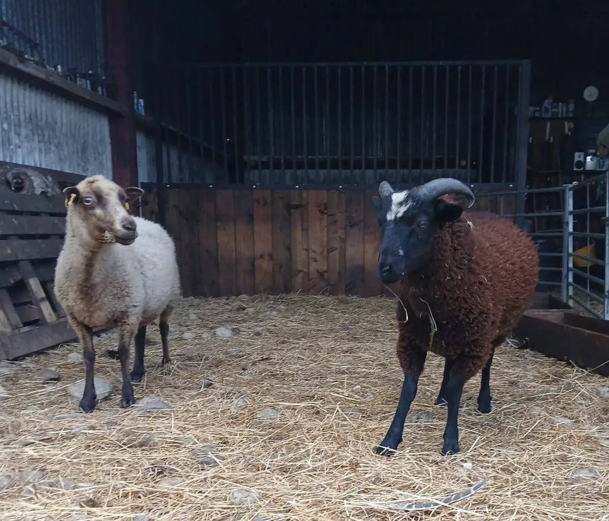 Galway, Zwartbles & Shetland lambs - Image 2
