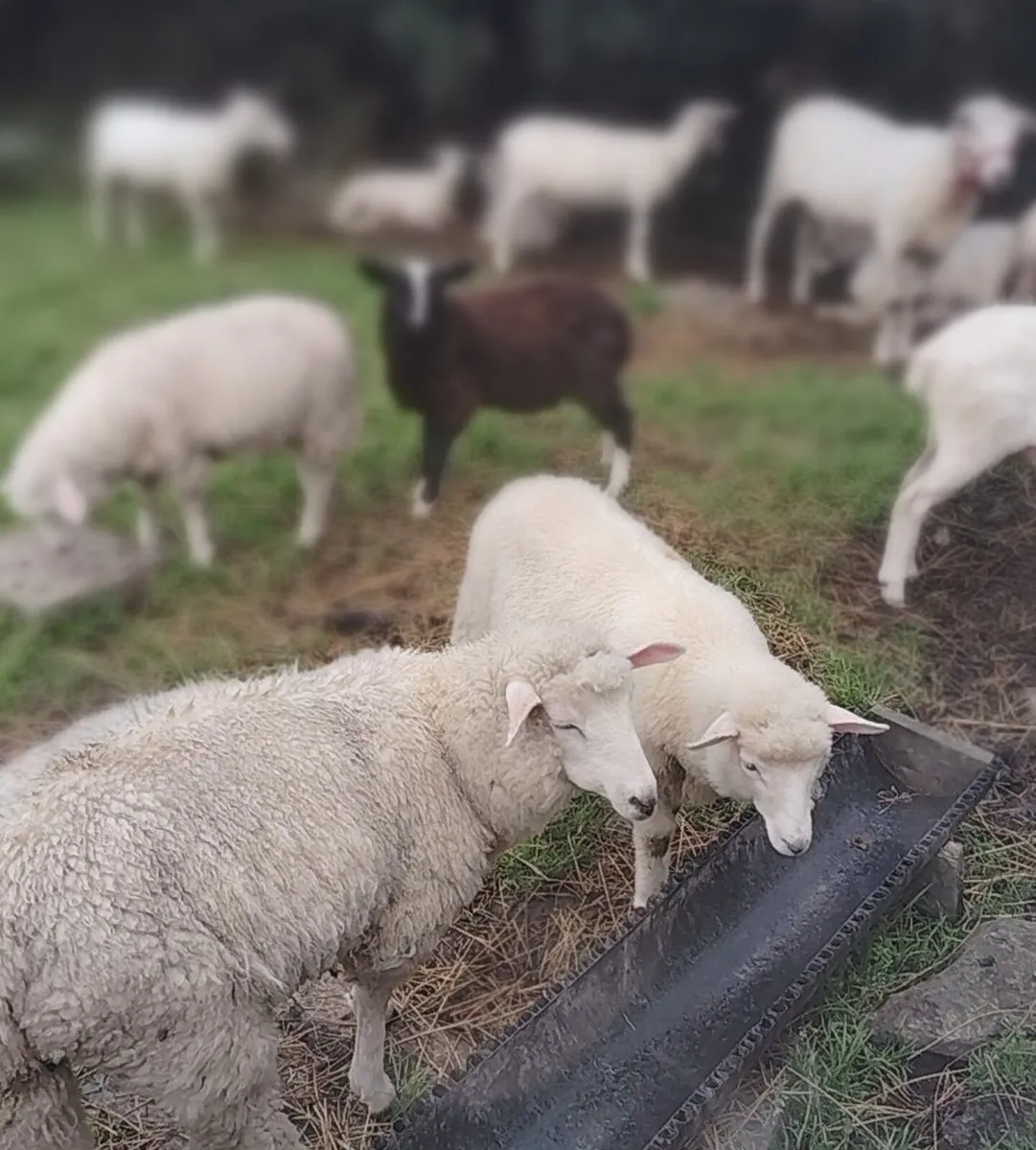 Galway, Zwartbles & Shetland lambs - Image 3