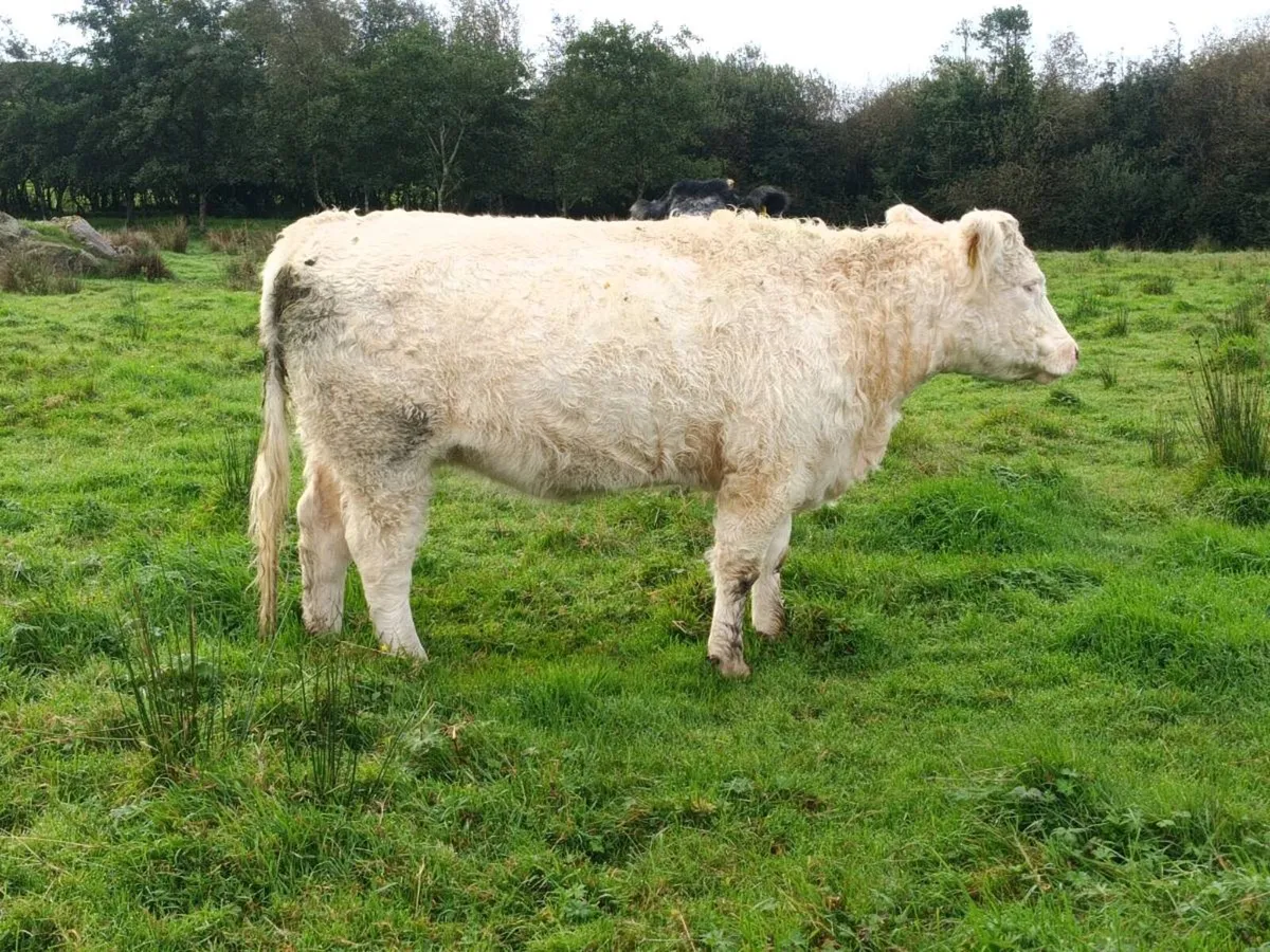 White Galloway Heifer - Image 4