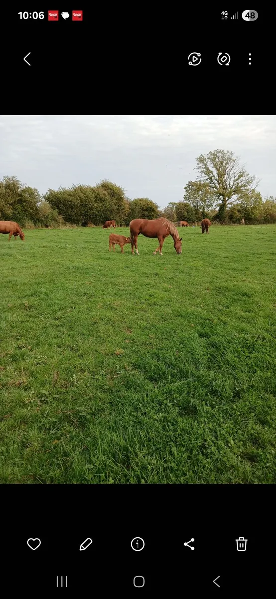 Horse - Image 2