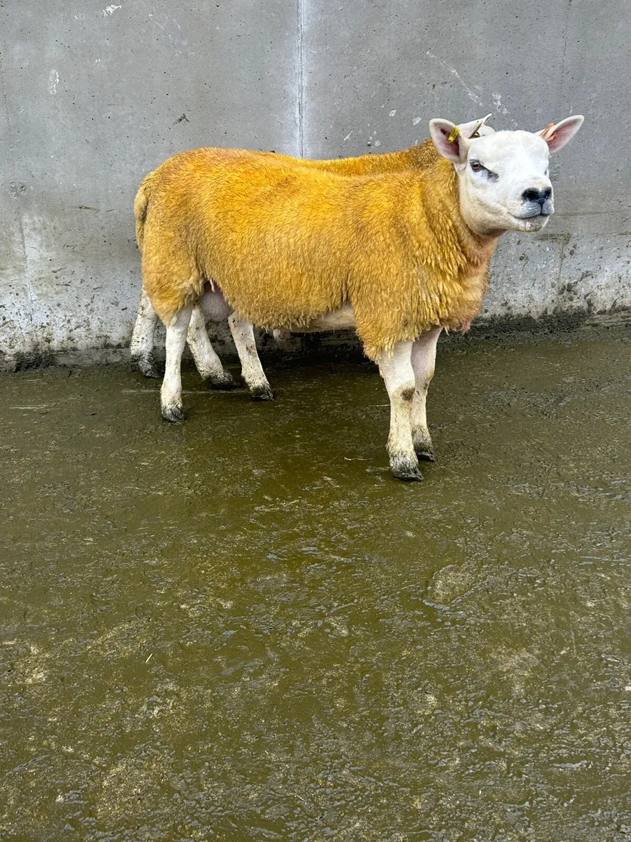 Texel Ram Lambs - Image 1