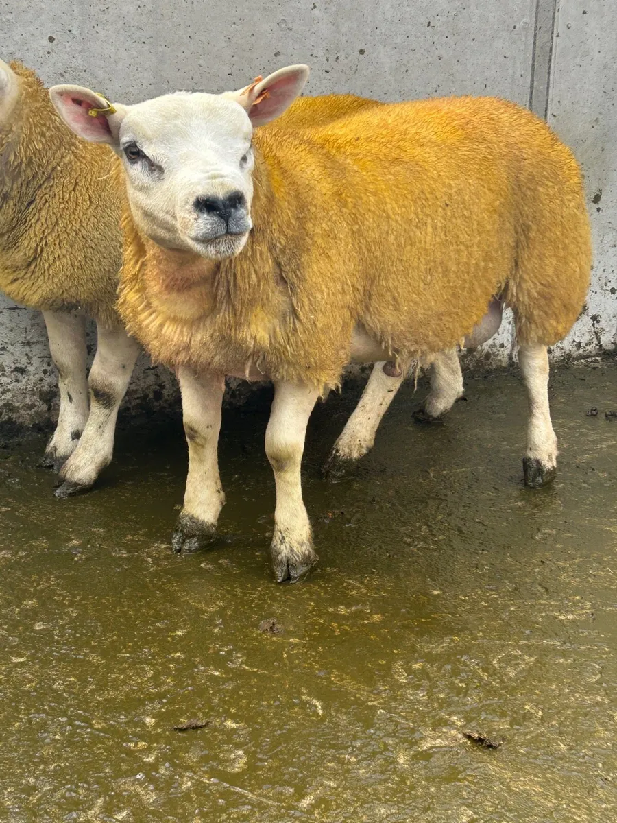Texel Ram Lambs - Image 2