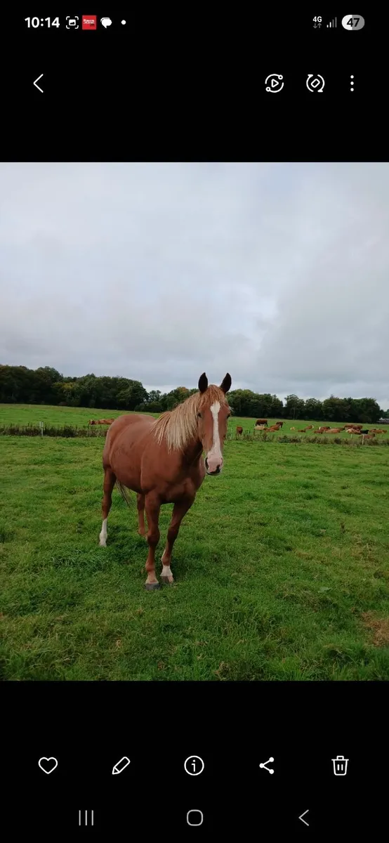 Horse - Image 3