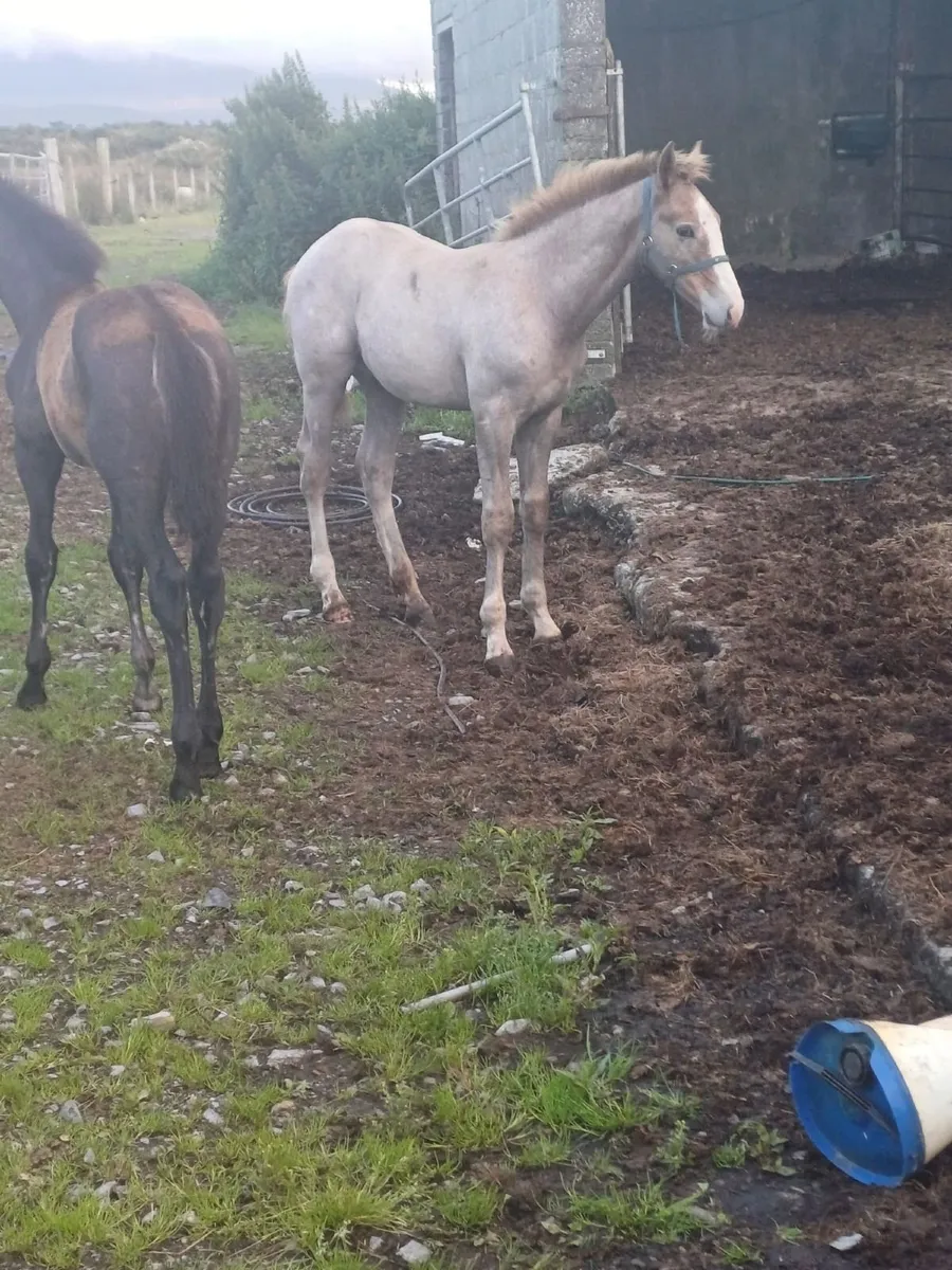 RID Colt foal - Image 1