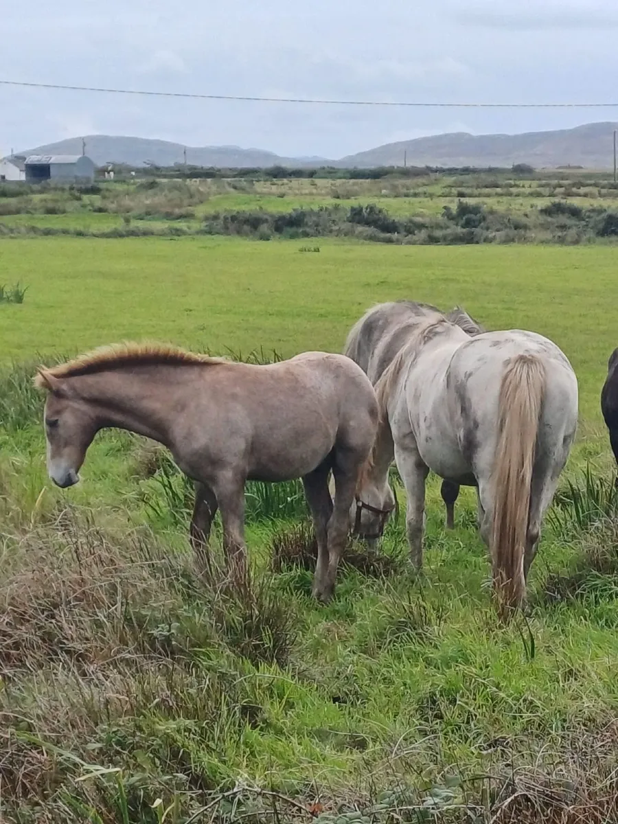RID Colt foal - Image 2