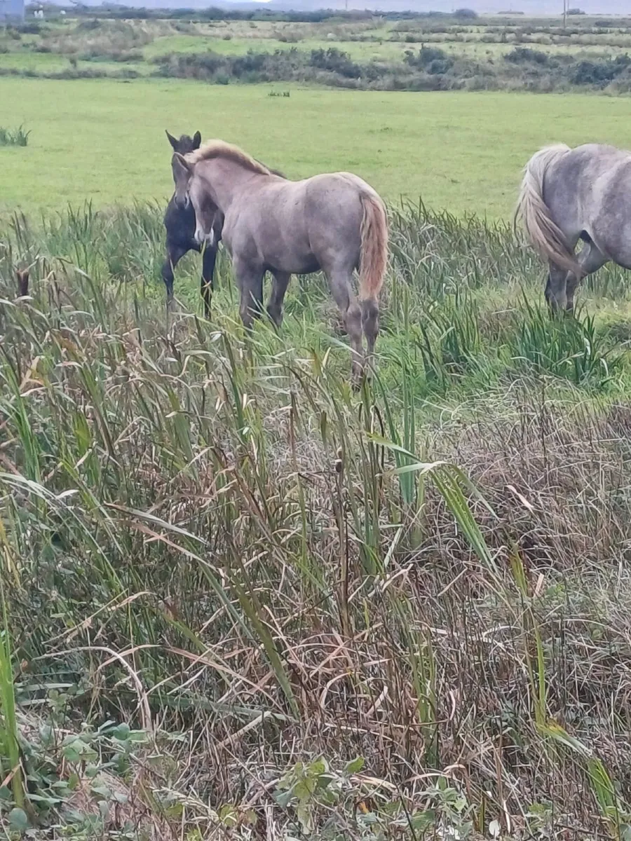RID Colt foal - Image 4