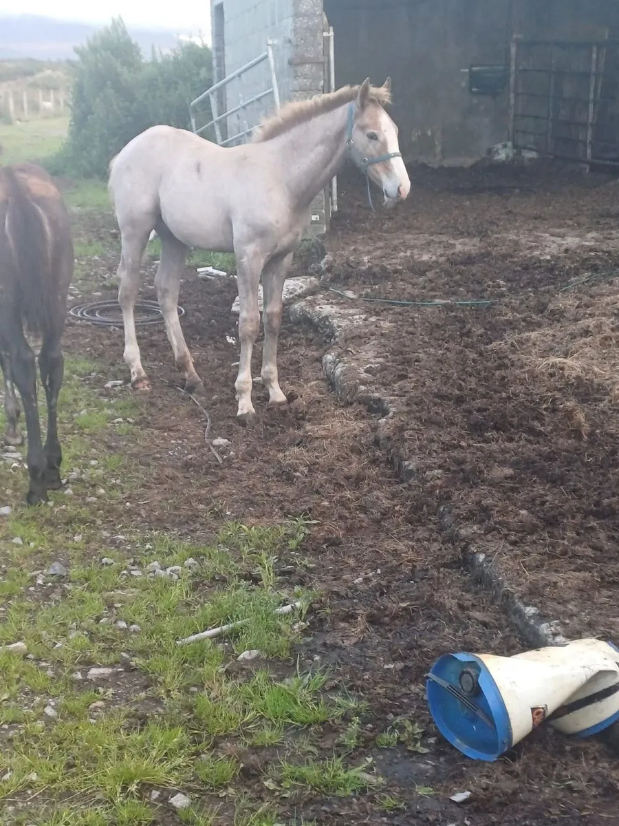 RID Colt foal - Image 3