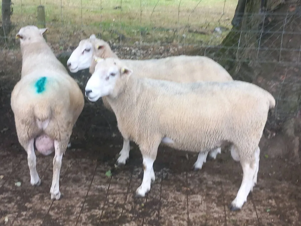 Tefrom Rams for Sale, New Zealand Maternal Sheep - Image 1