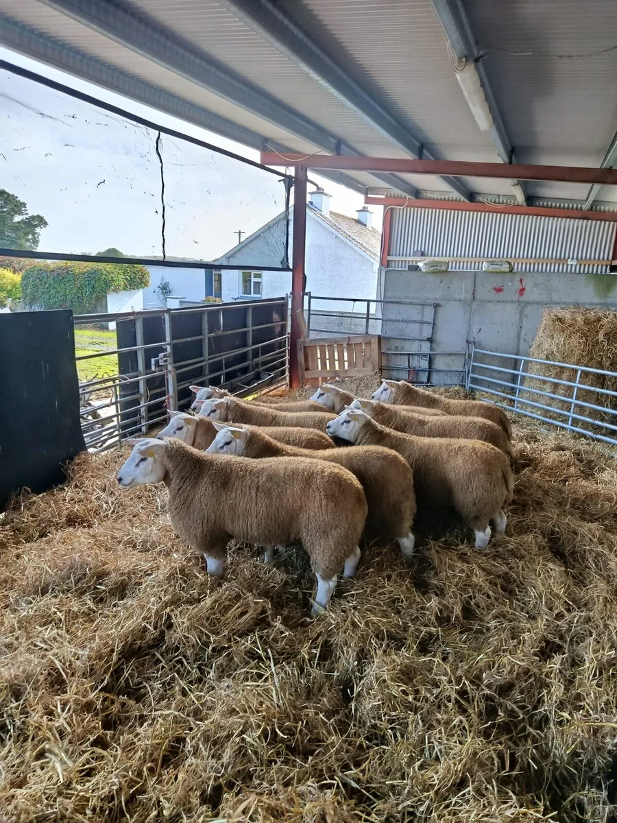 Texel ram lambs