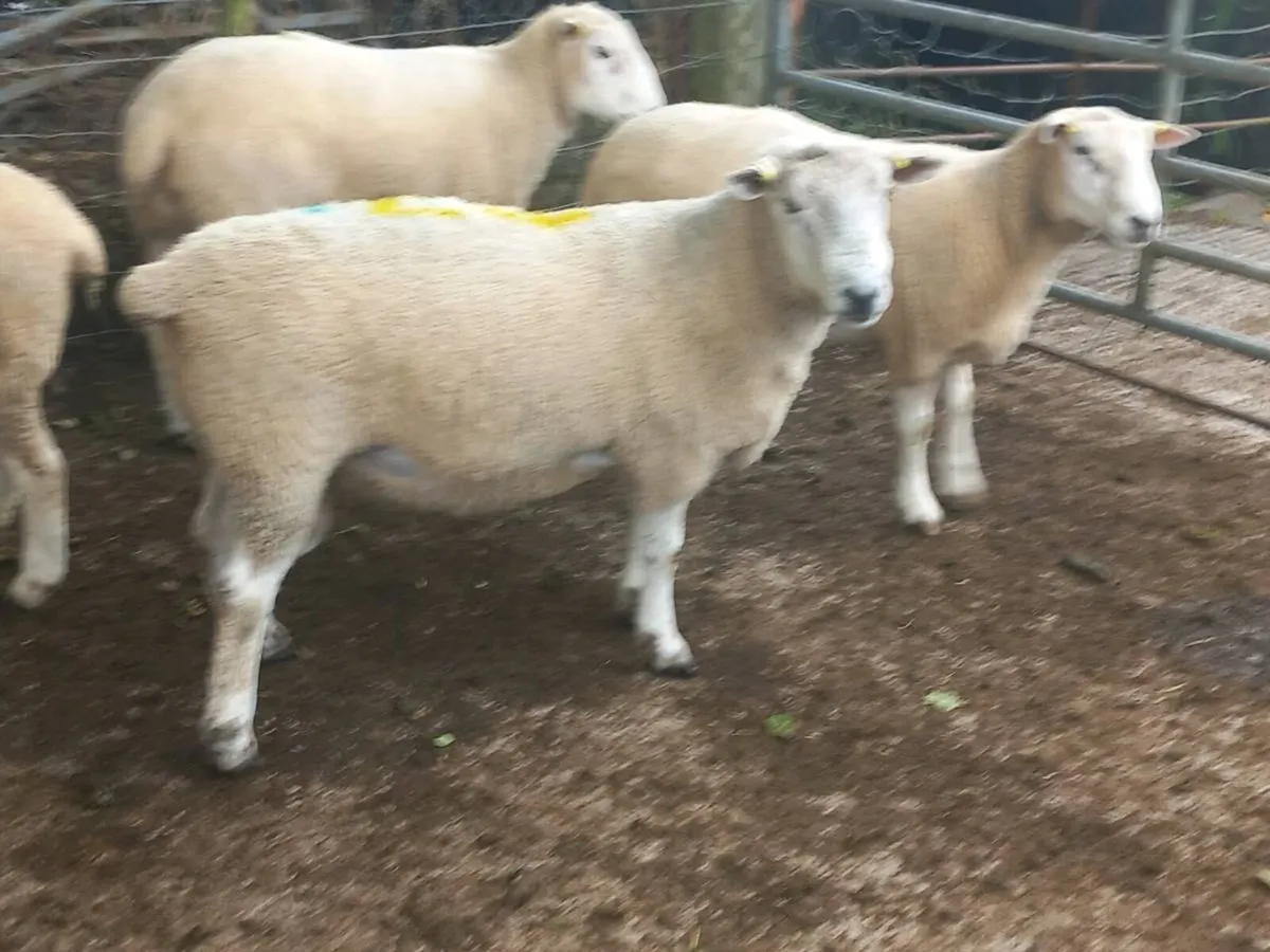 Tefrom - New Zealand Maternal Rams - Image 1