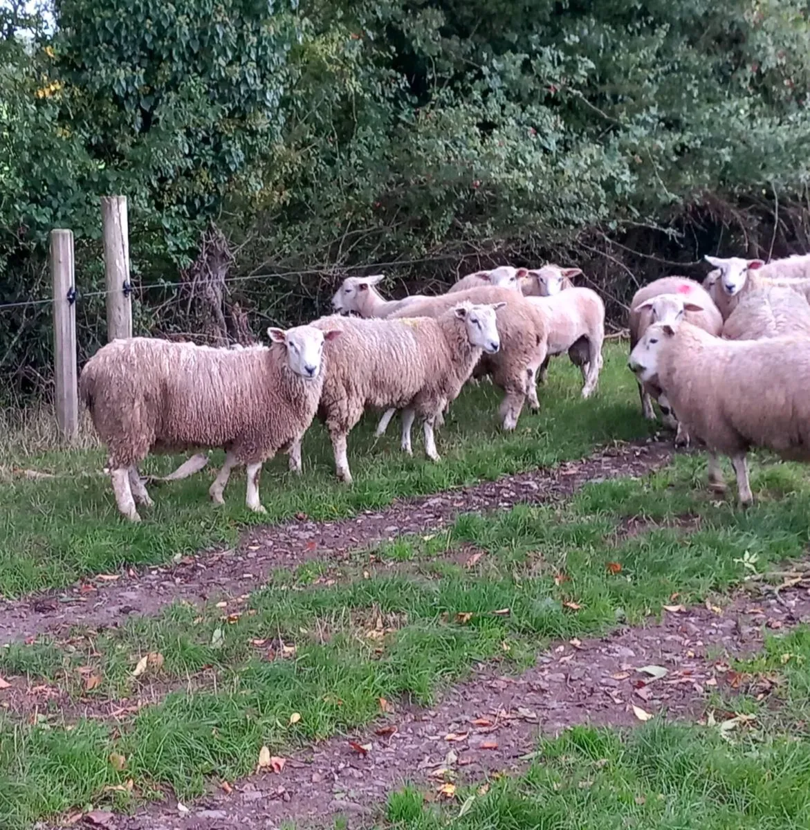 Tefrom - New Zealand Maternal Rams - Image 3