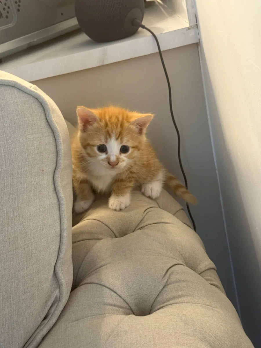 kittens - Image 2
