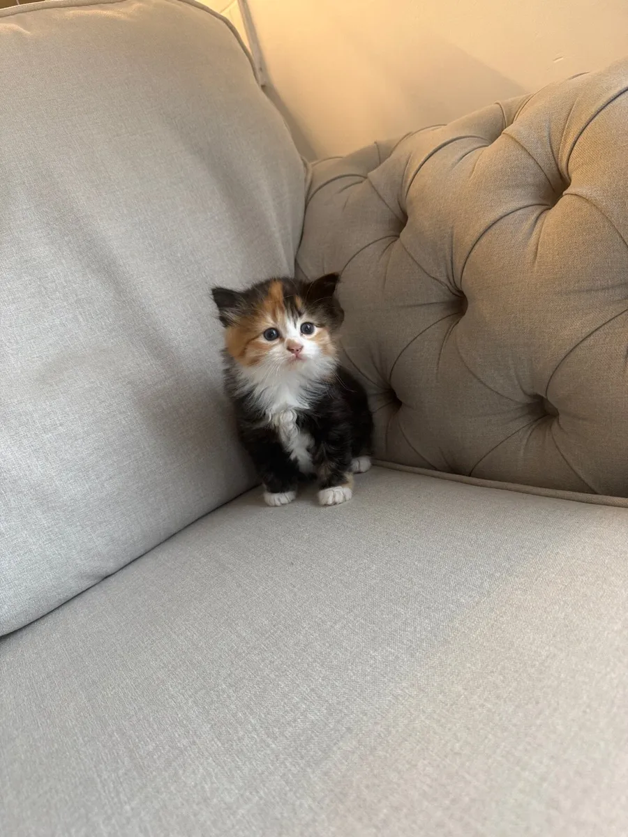 kittens - Image 3