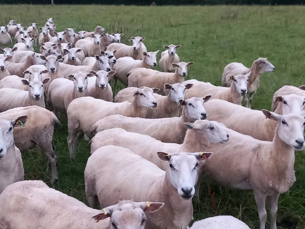 Tefrom - New Zealand Maternal Rams - Image 4