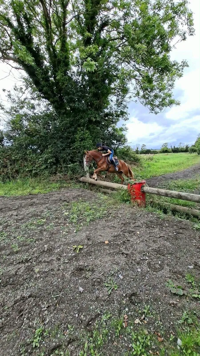 2 connenara geldings - Image 3