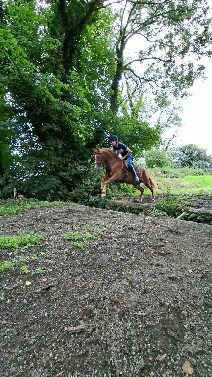 2 connenara geldings - Image 4