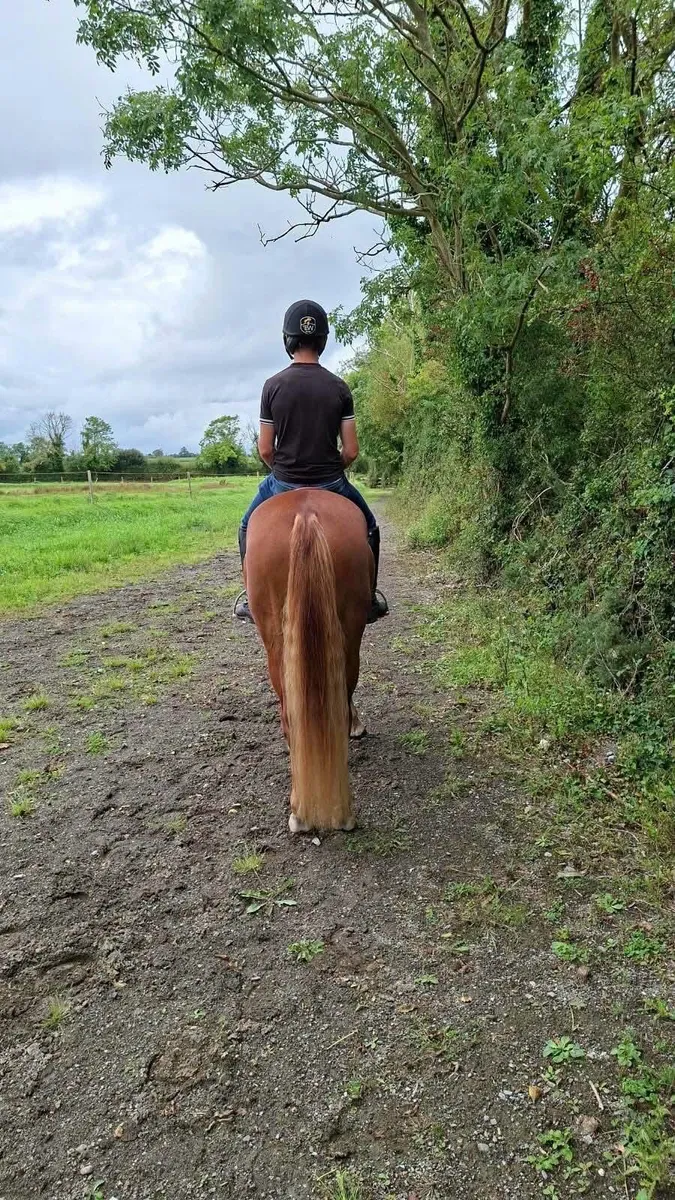 2 connenara geldings - Image 2