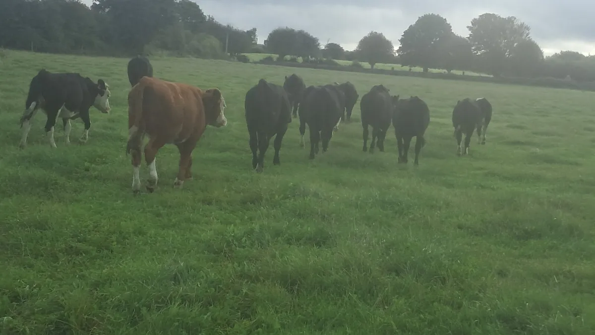Angus and hereford - Image 1
