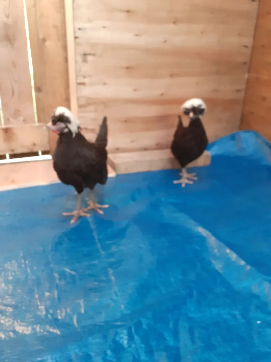 Hens , roosters , guineas , Chinese geese , runner - Image 1