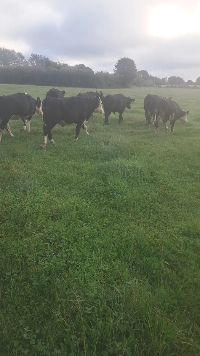 Angus and hereford - Image 2