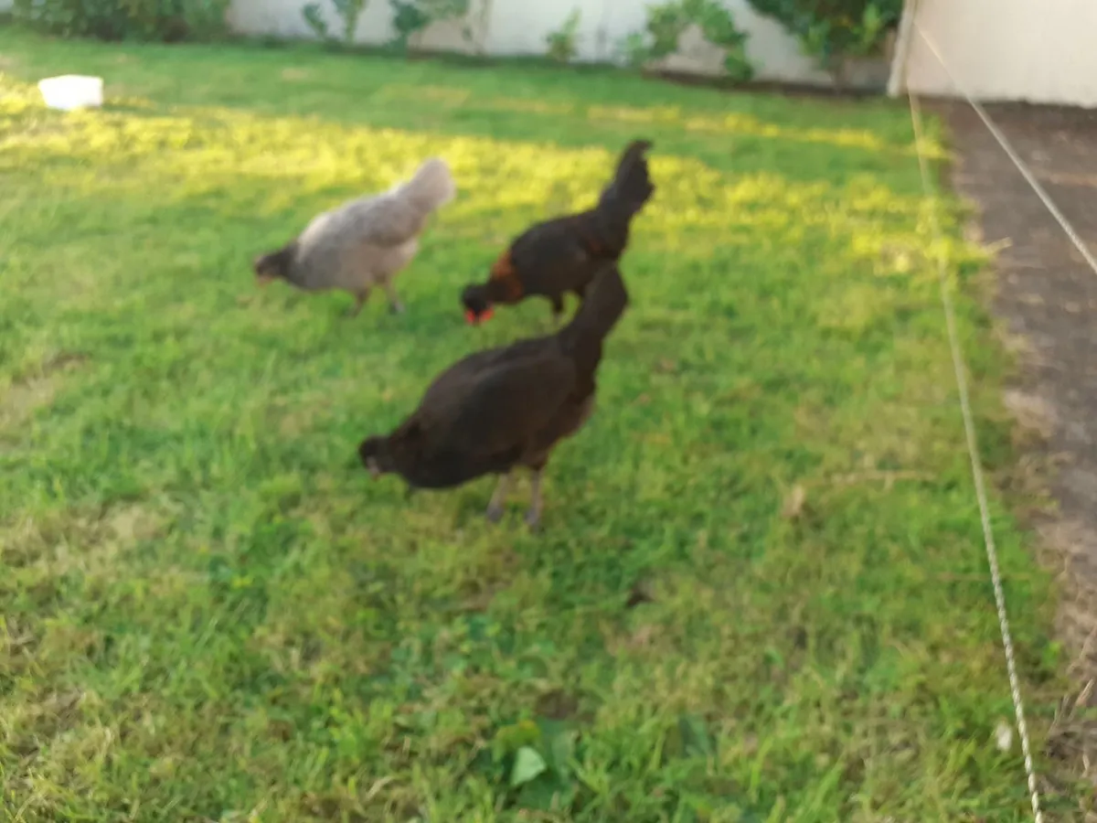 Hens , roosters , guineas , Chinese geese , runner - Image 3