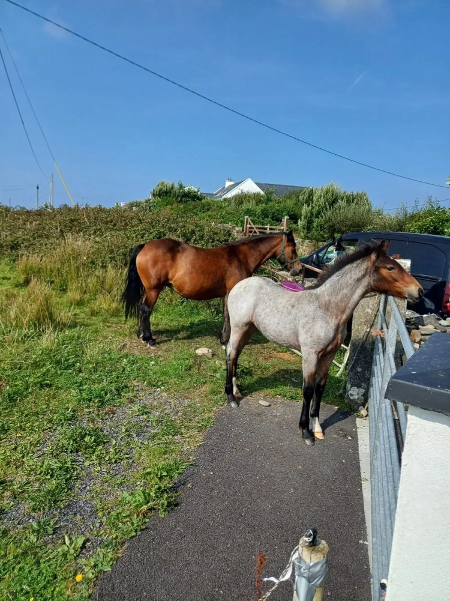 Registered Connemara Colt Foal - Image 1