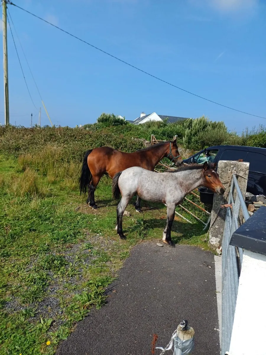 Registered Connemara Colt Foal - Image 2
