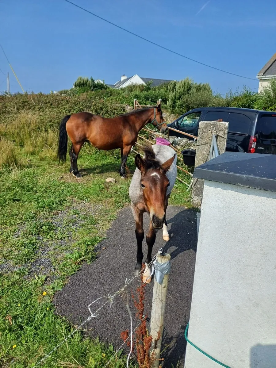 Registered Connemara Colt Foal - Image 4