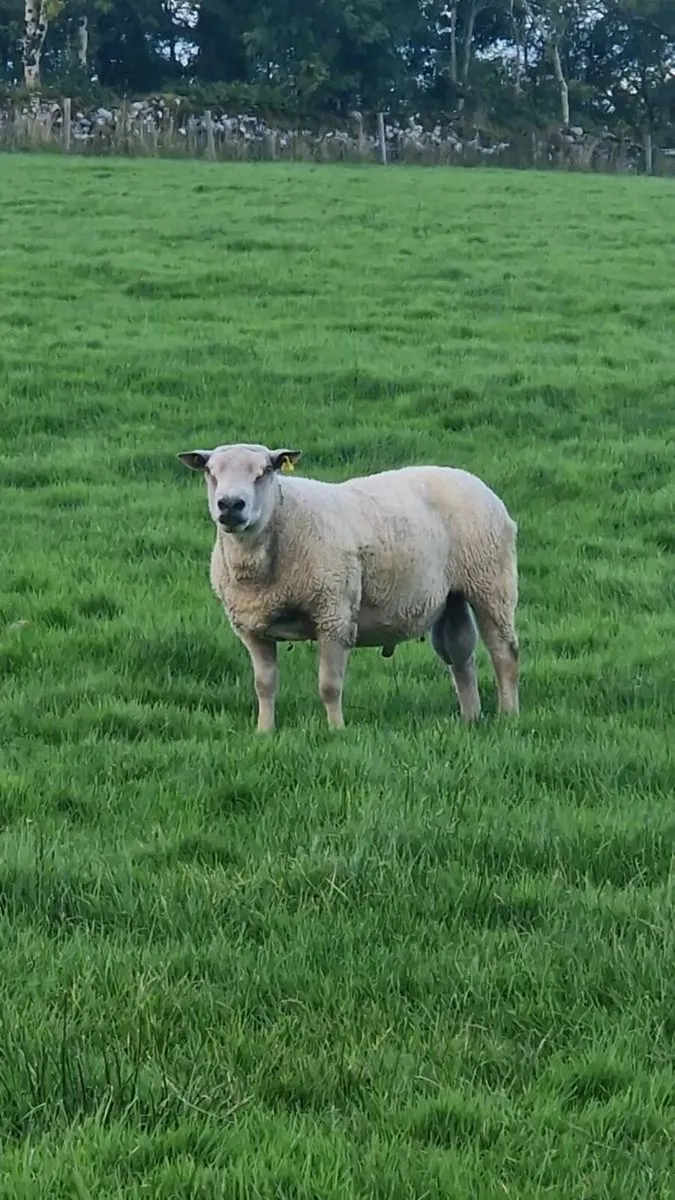Charolais Ram - Image 1